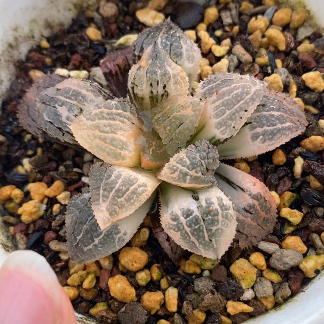 229具味城锦一物一拍