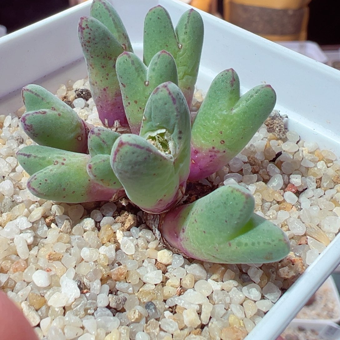 1229-331多肉多日猪蹄