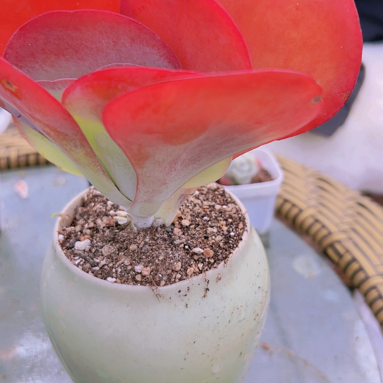 【闪购商品】唐寅4.8