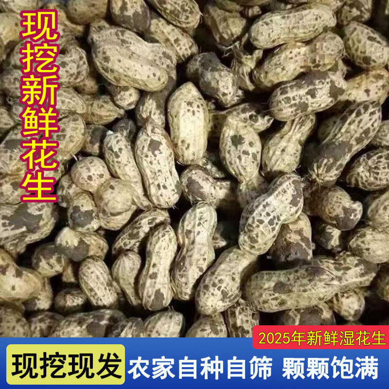 25当季现挖现发新鲜花生粉皮花生带壳湿花生农家自种嫩花生可生吃