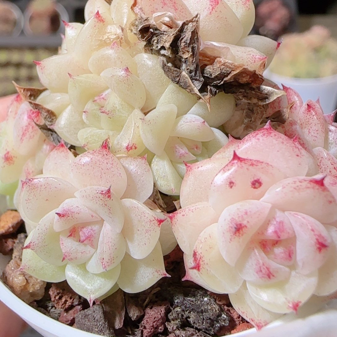 花语多肉1213-180白魔仙散