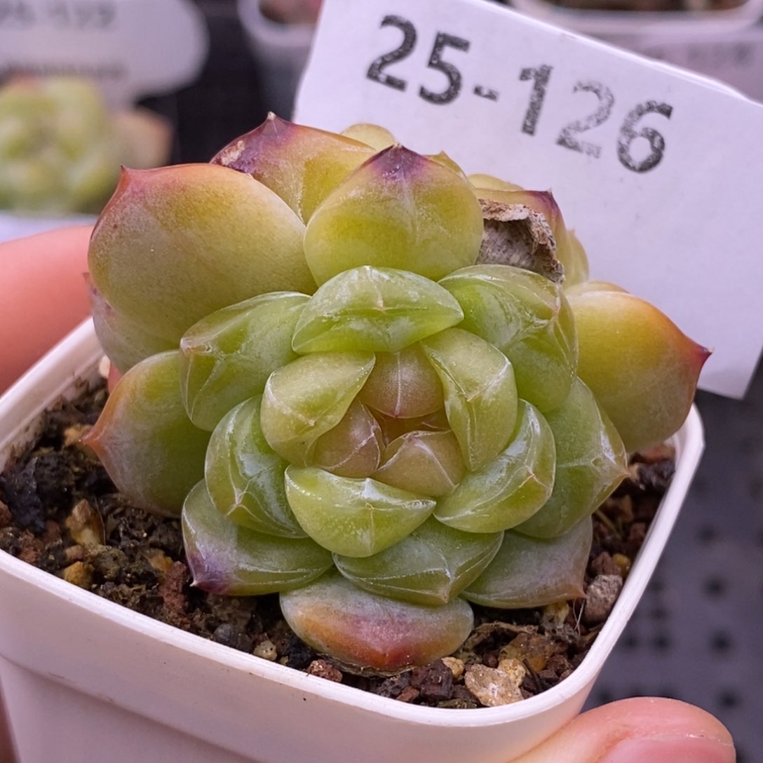 【闪购商品】25-126