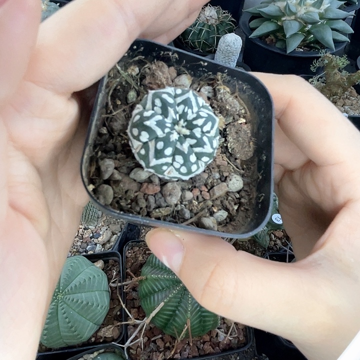 仙人球一物一拍实生海星