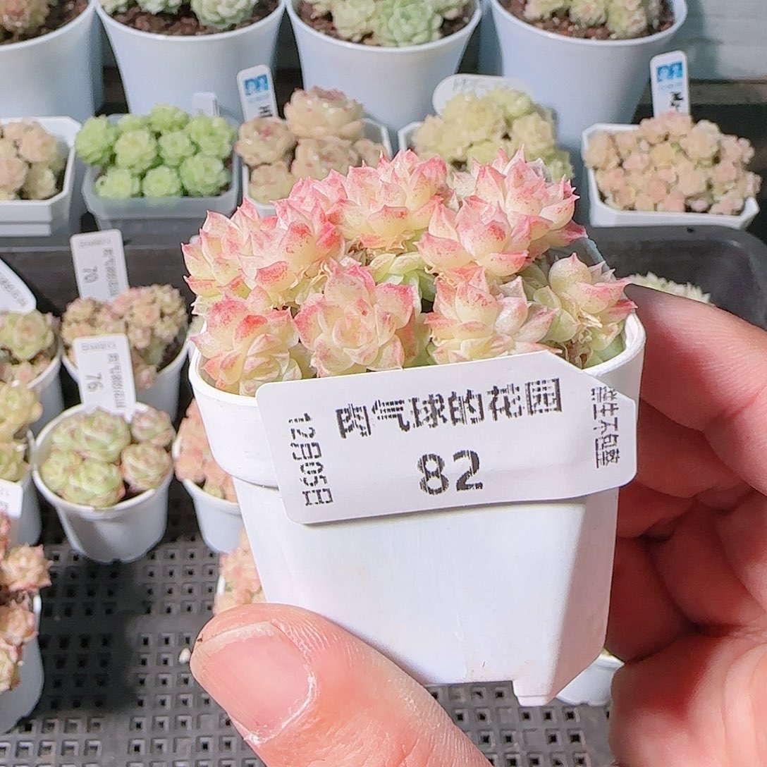 1205-82多肉群生不包整