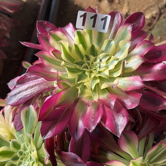 十****！多肉植物一个