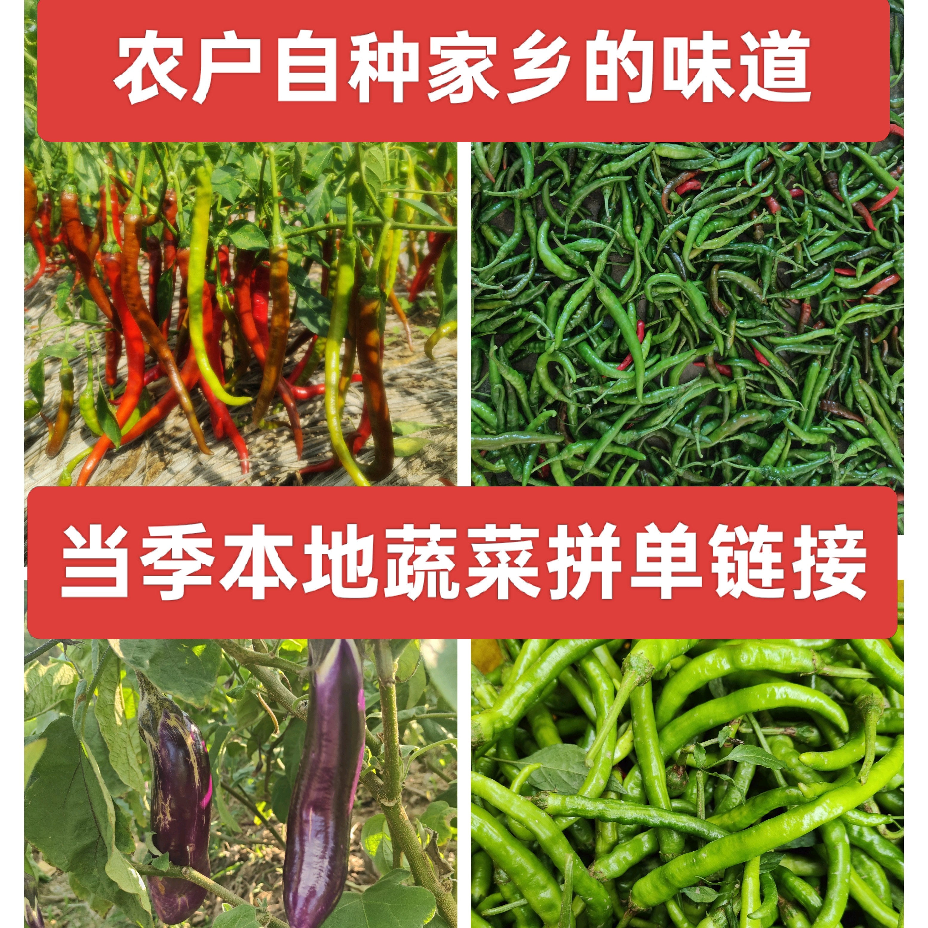 【顺丰包邮】桂阳本地农家自种土菜 包菜，红菜苔，白菜，菠菜，