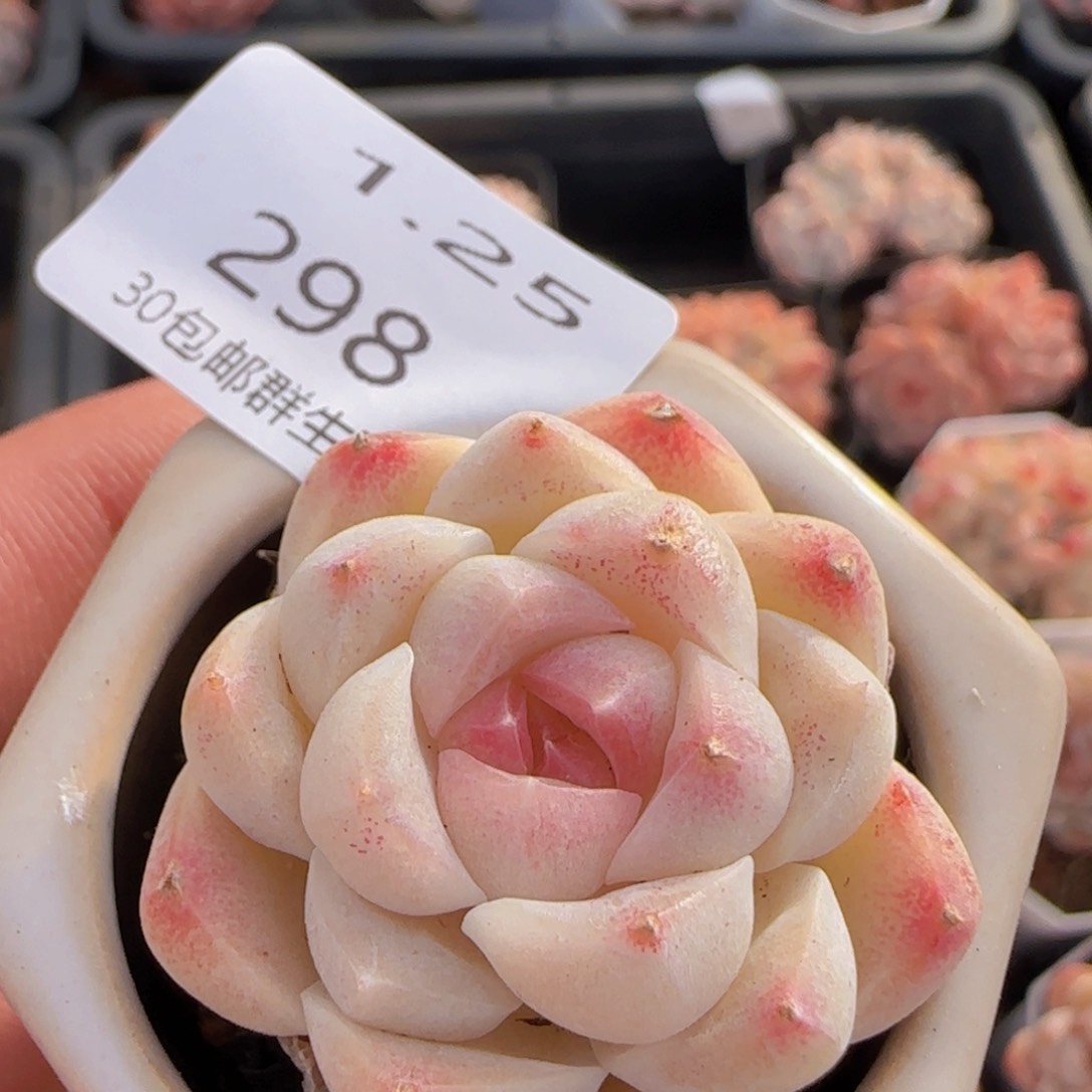 白桃汽水单头一颗脱土