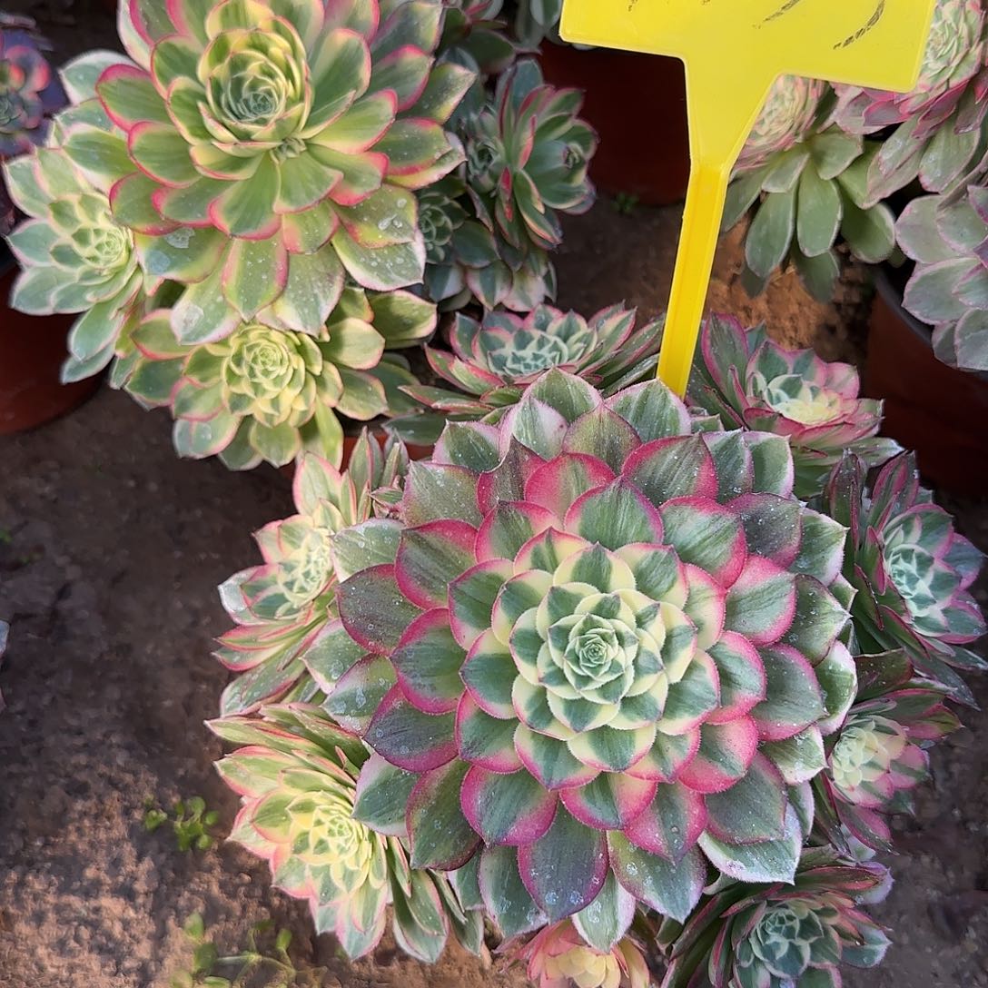 4333---海鲜多头多肉