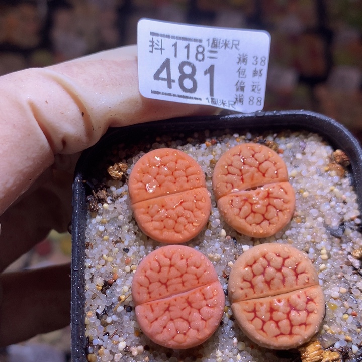 精品生石花118.481