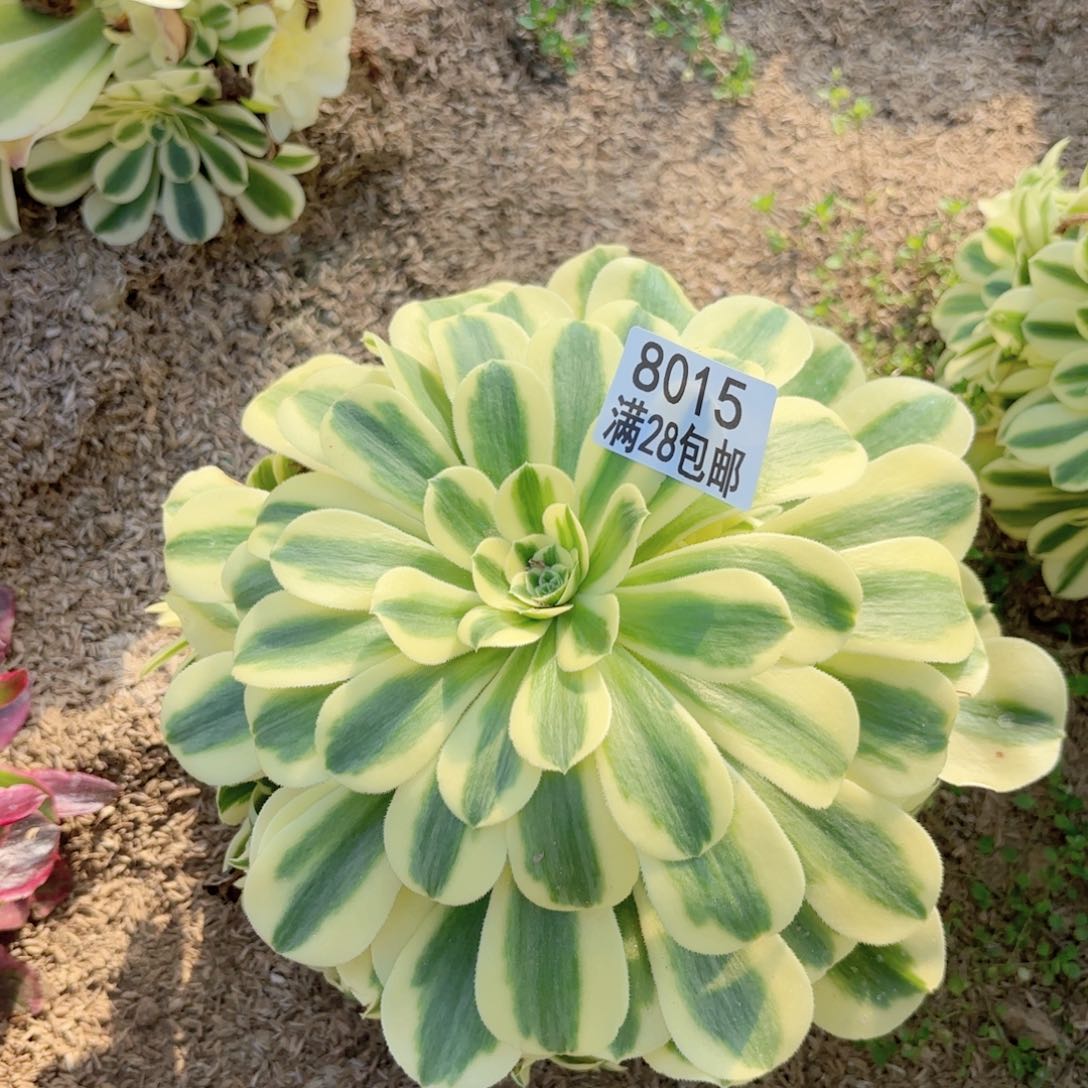 H. 8015迈巴赫多肉