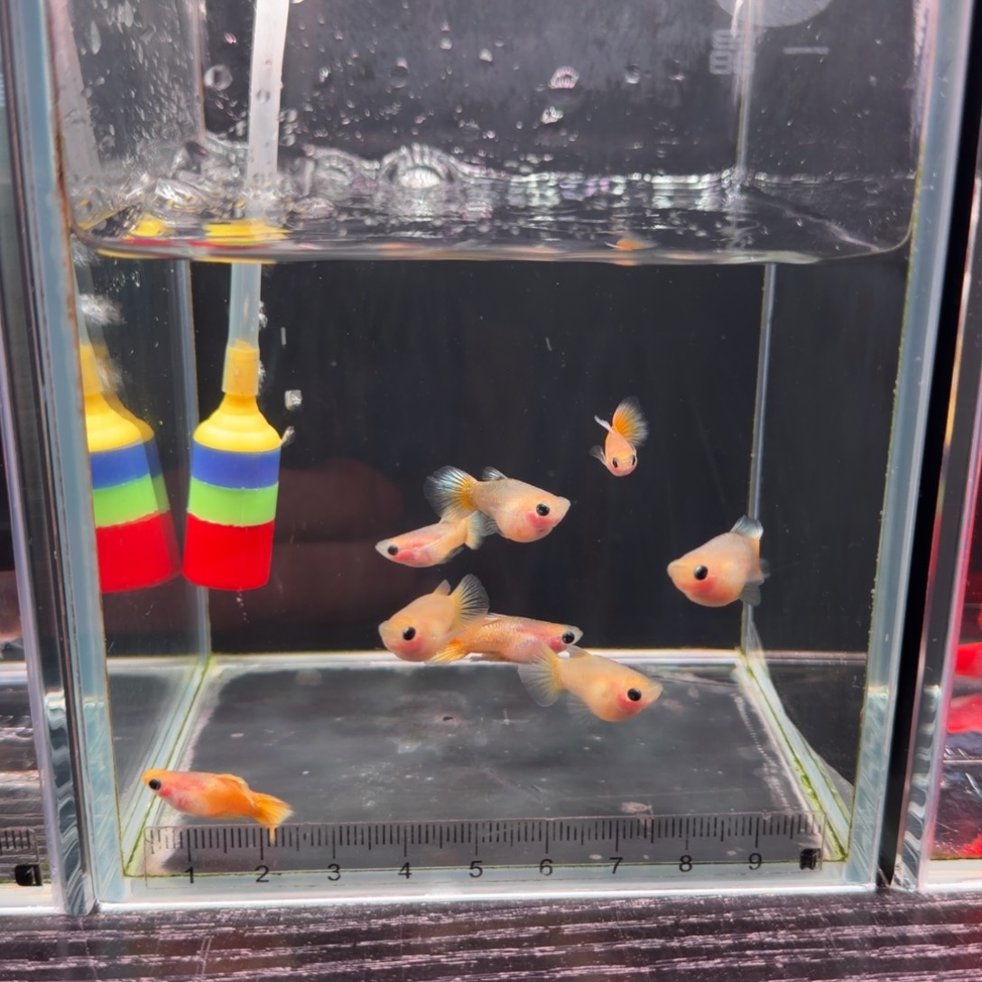 孔雀鱼福利球体黄金玻璃猫2对