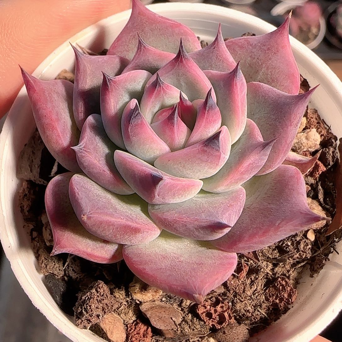 多肉1212-79黑爪黑爪