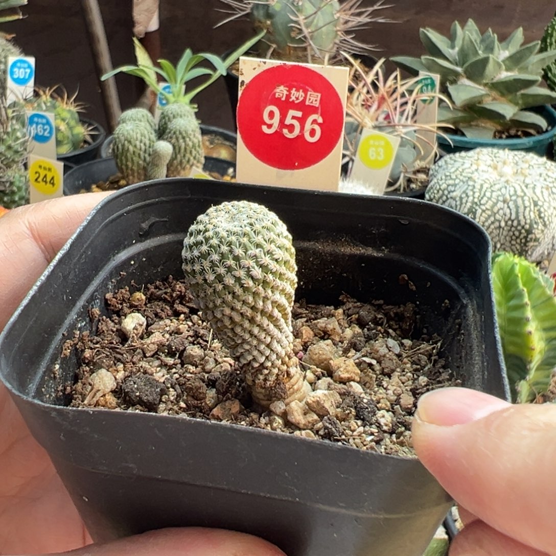 实生银牡丹1.7cm一棵仙人球