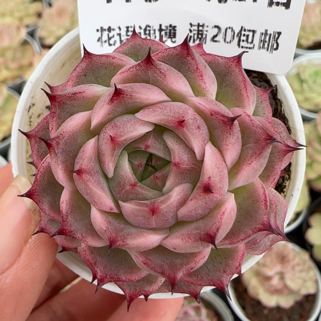 花语逸镜0127-173