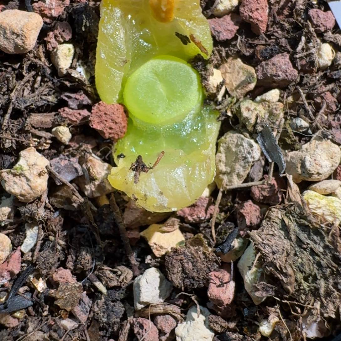 1149带盆土0000000000000