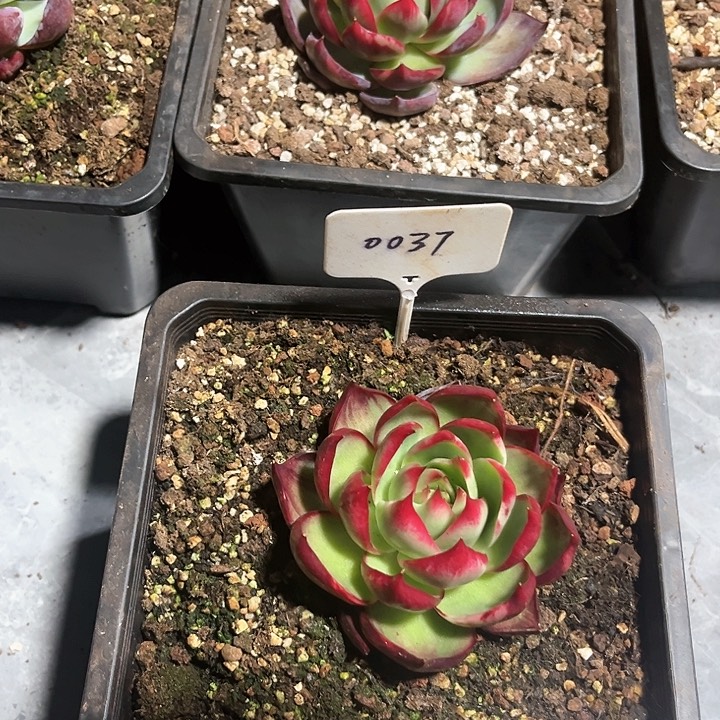 惊鸿仙子多肉植物37