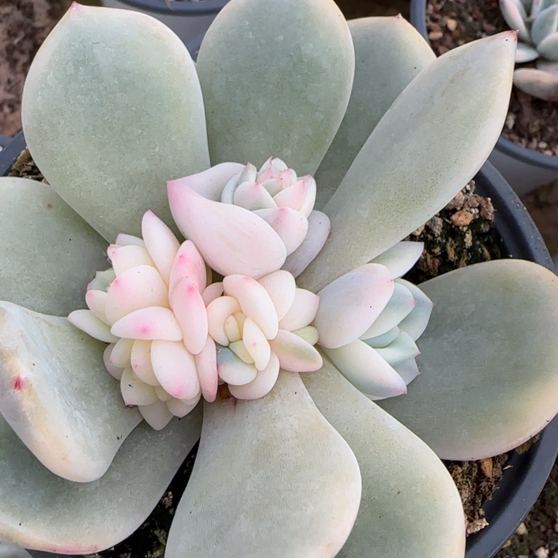 梦露锦底座  多肉植物