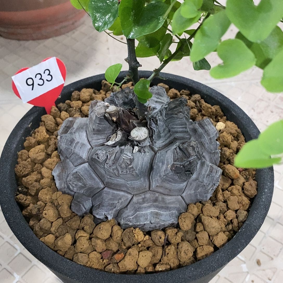 1南非龟甲龙龟甲龙