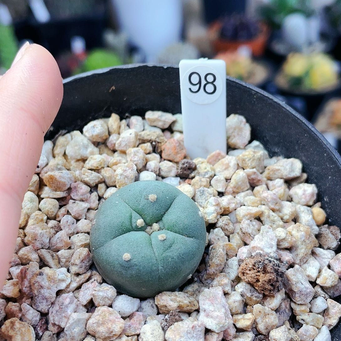 非偏远地区满25裸根发货仙人球