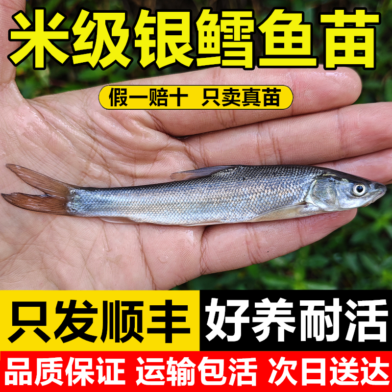 【顺丰包邮】食草银鳕鱼苗淡水养殖食用大鳞肥银雪活鱼苗本地批发