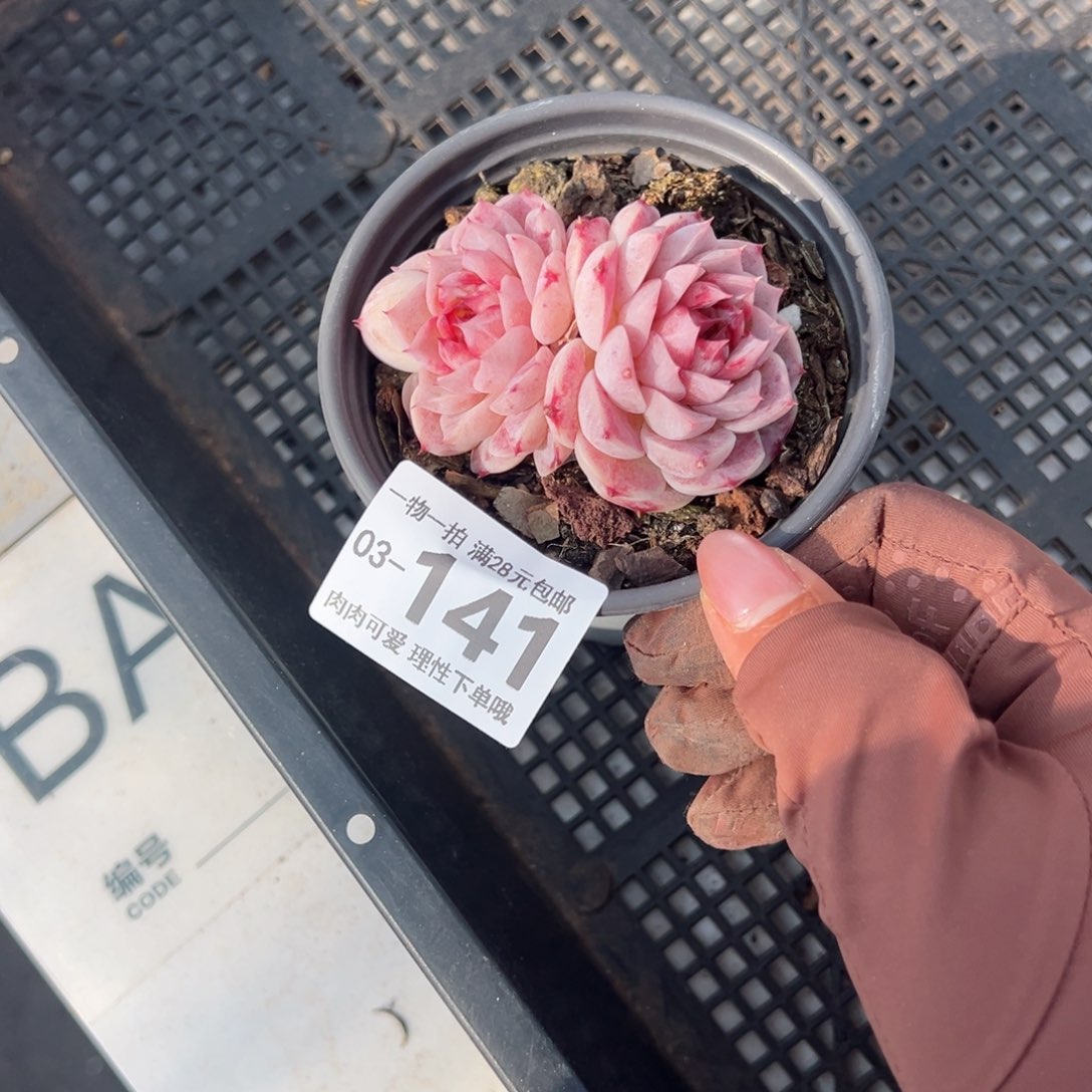 天鹅绒不包整多肉多肉多肉多肉