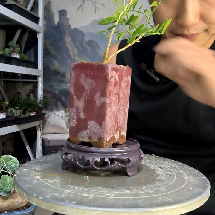 用****6中青园艺一物一拍39