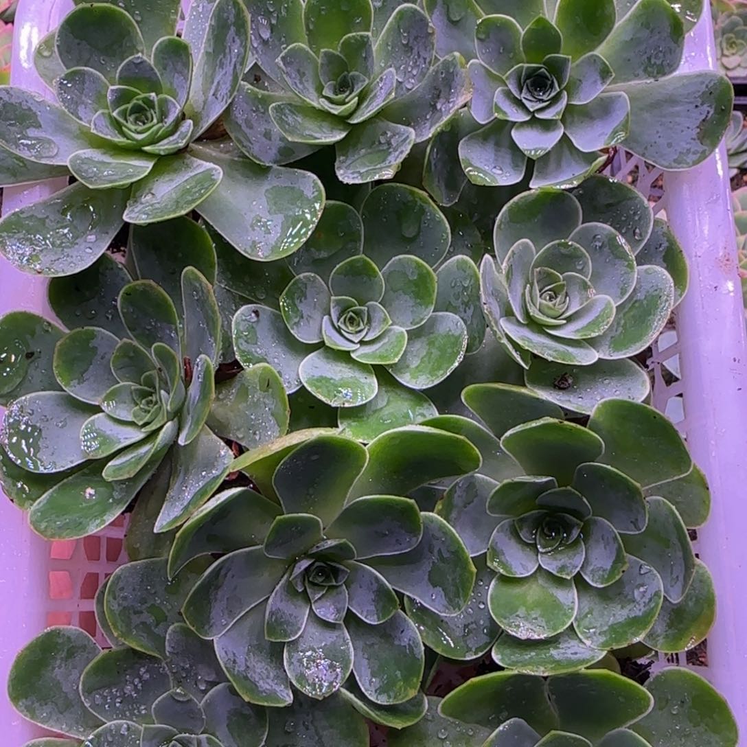 10颗多品种山地玫瑰，5厘米