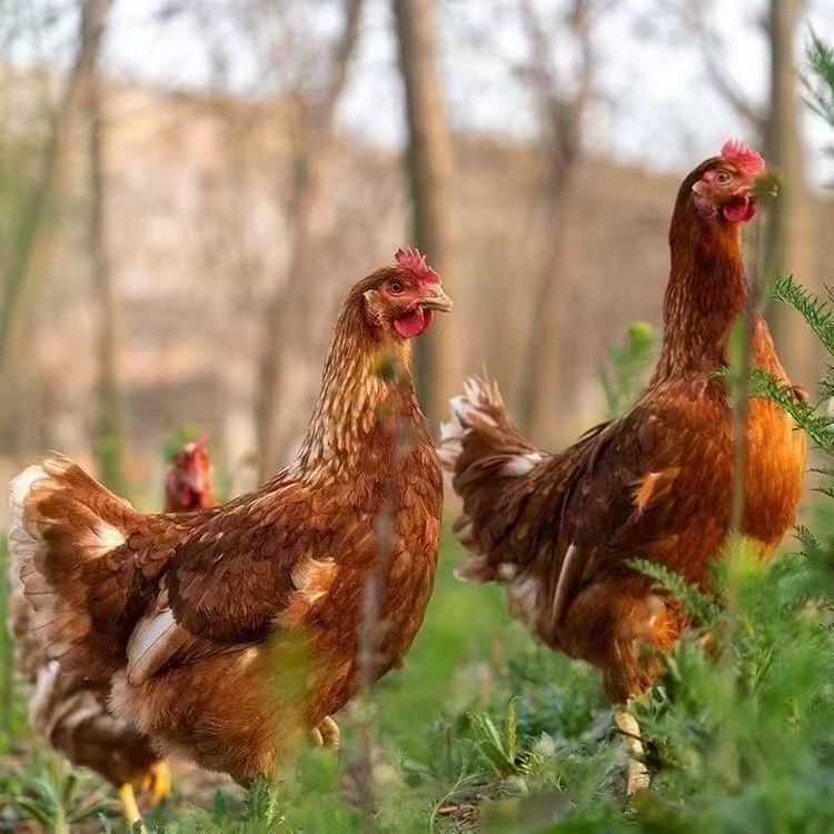 青年海兰褐 宠物鸡 顺丰发货 死了包赔