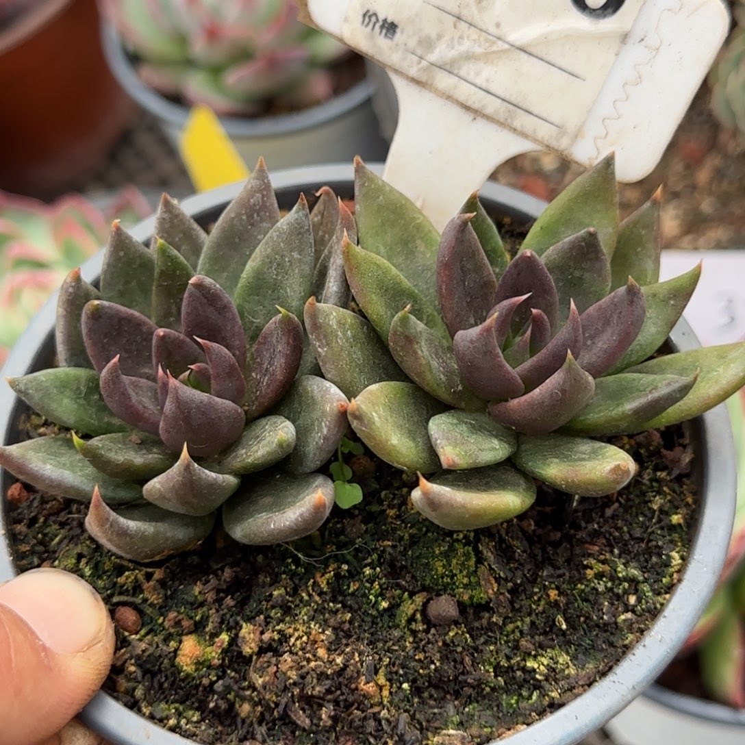 黑骑士一物一拍包装收缩花旱