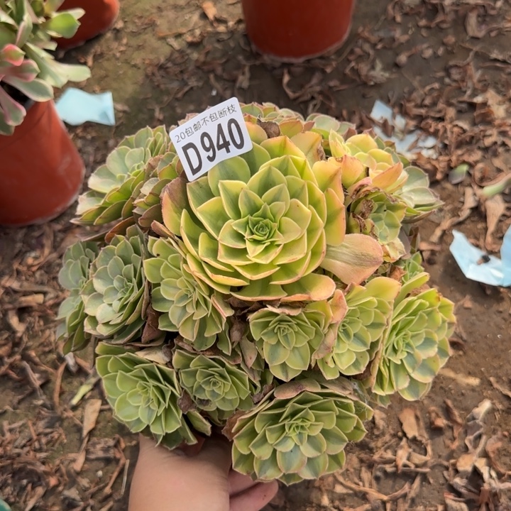 雨何……多肉植物……