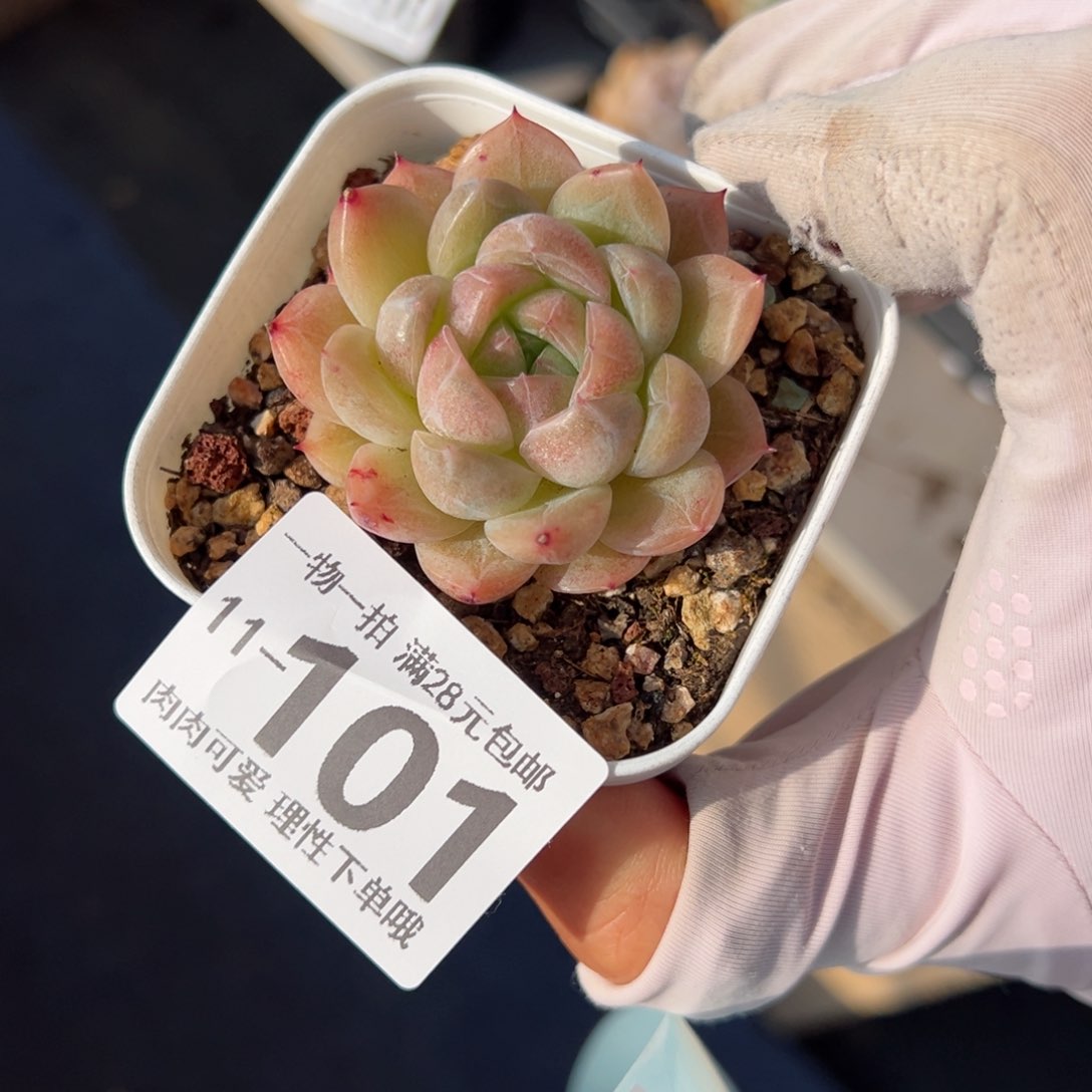 雪莲多肉多肉多肉多肉