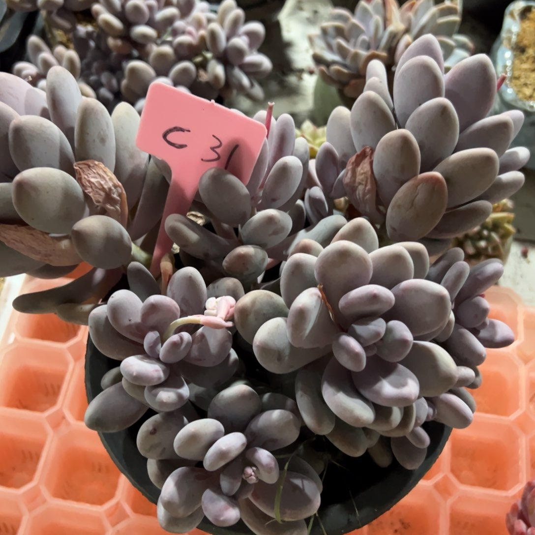 多肉植物一物一拍