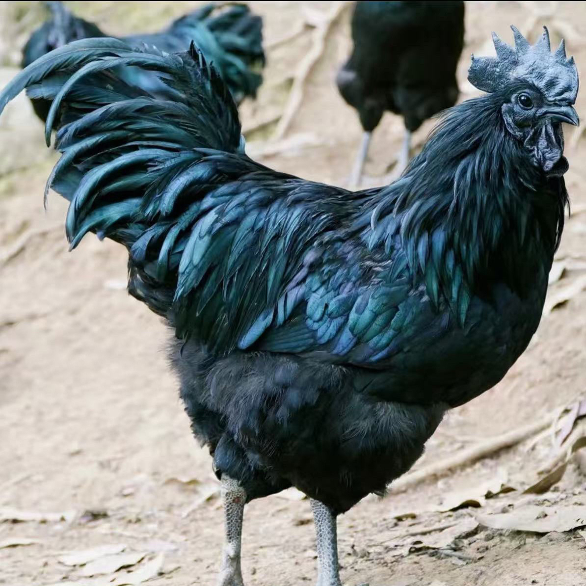 【乌蒙黑金 基地直发】4个(1.5斤发货)