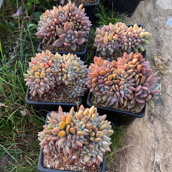 精品多肉植物老桩随机发一棵桃花源米粒朵朵缀