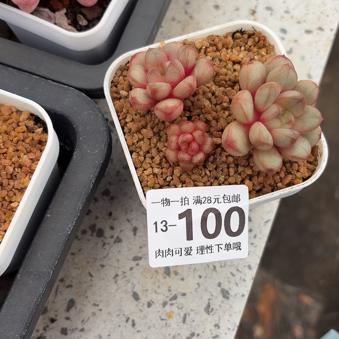 葡萄无盆无发货无