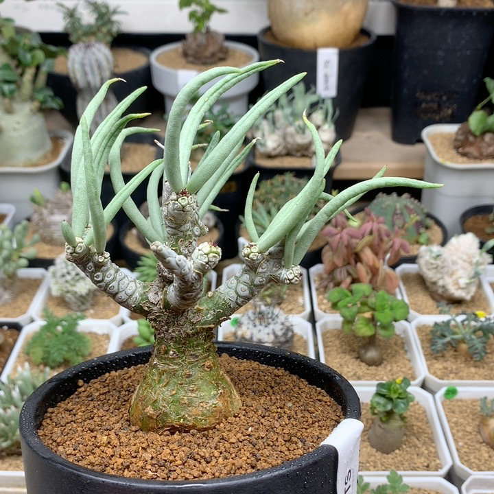 实生白象奇峰锦脱土