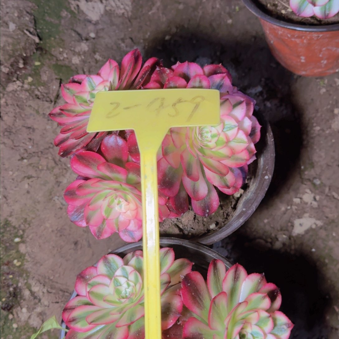 珍**光2-459+-+多头多头多头