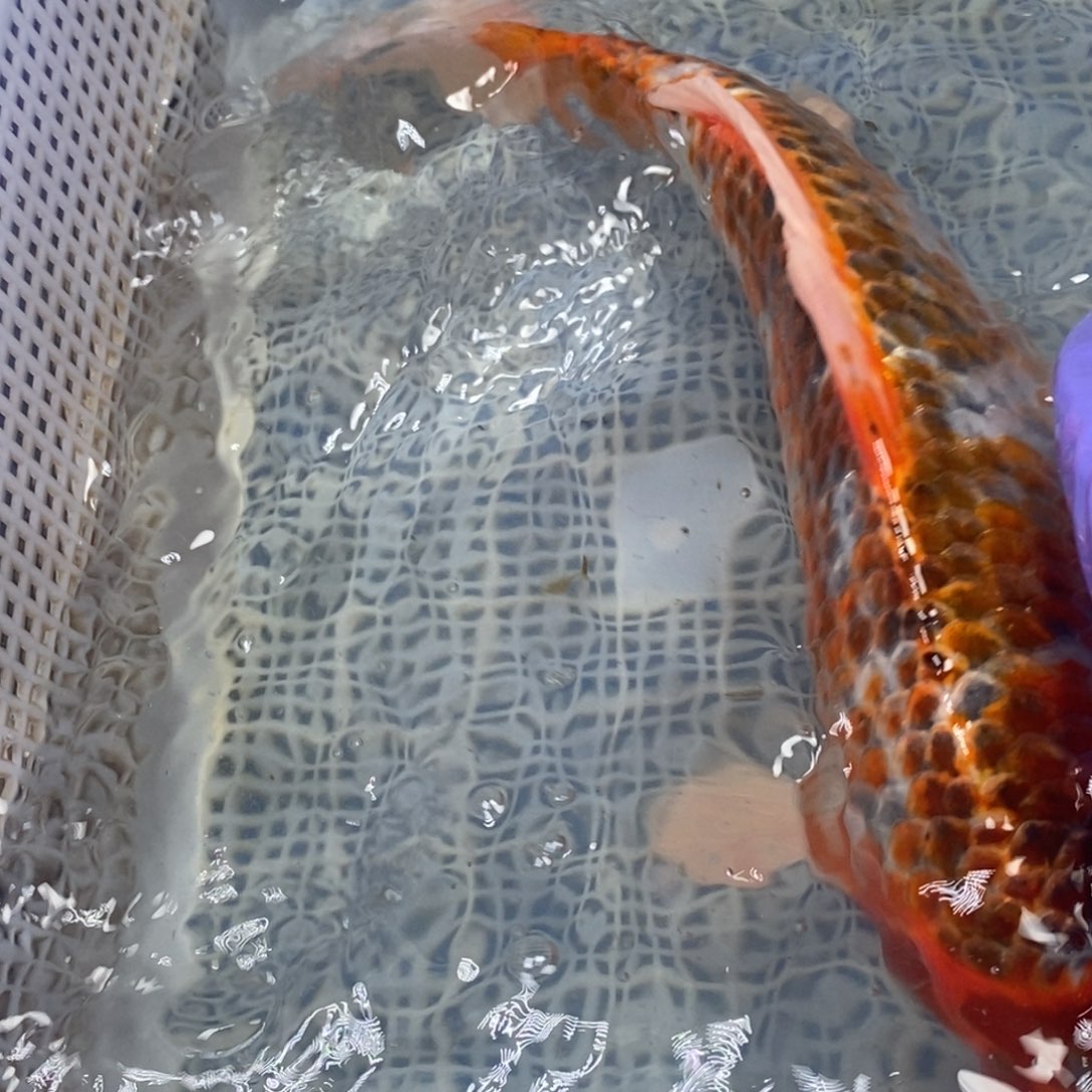 锦鲤冷水锦鲤包邮