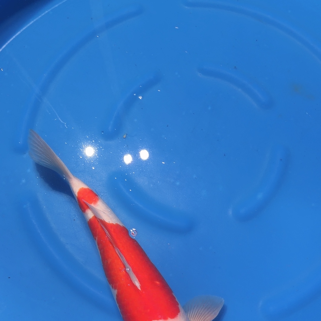 锦鲤红白专拍链接