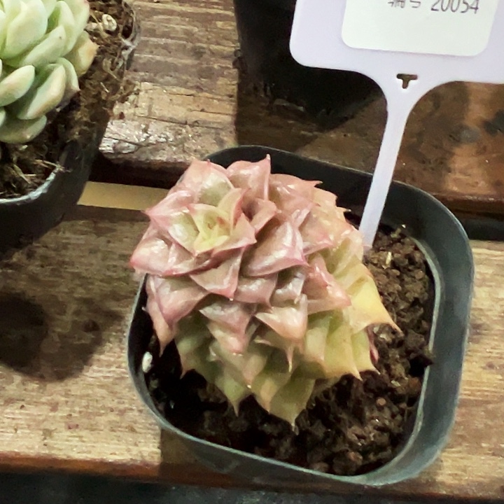 咚***咚糖心     20054号  