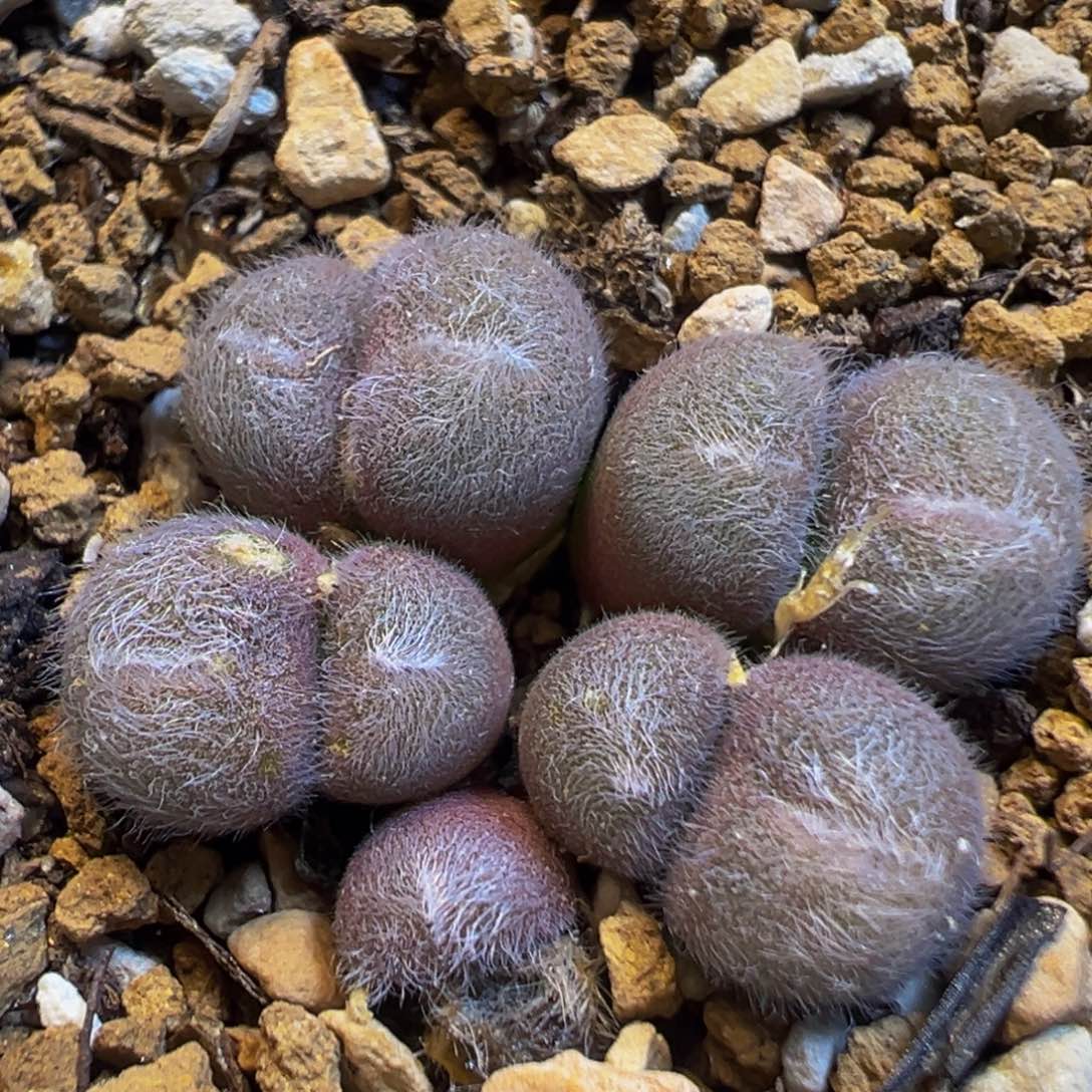 40多肉植物百科知识