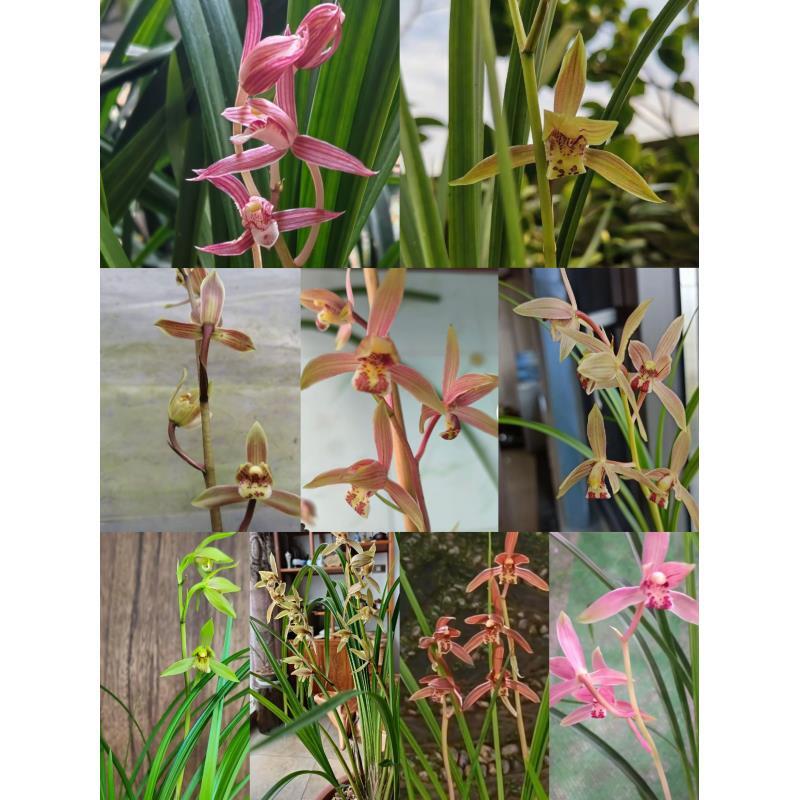 秋芝幸运草原兜草自然苗露天养殖兰花