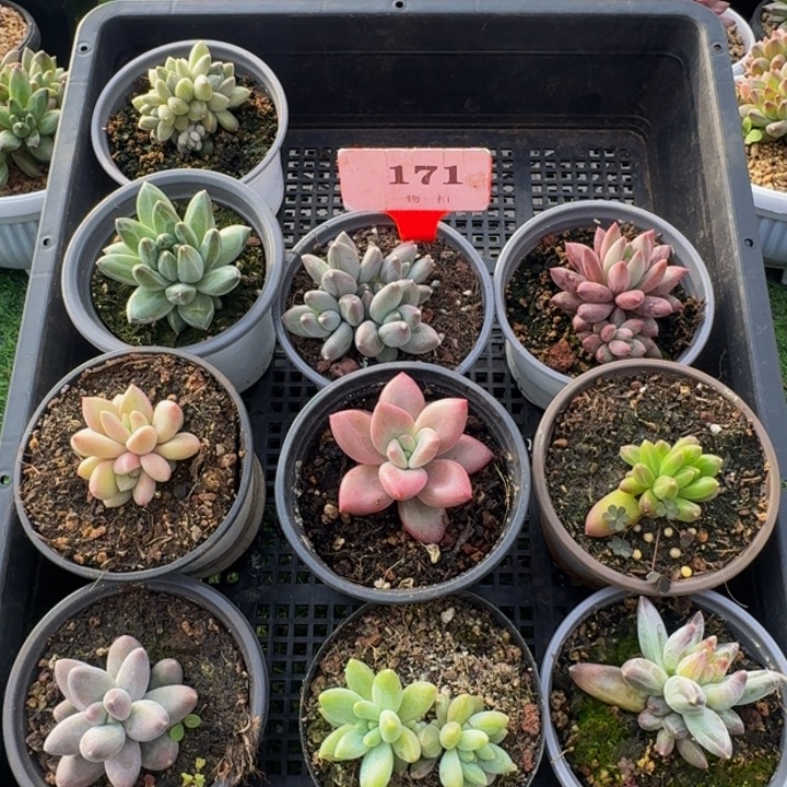 171多肉植物一物一拍
