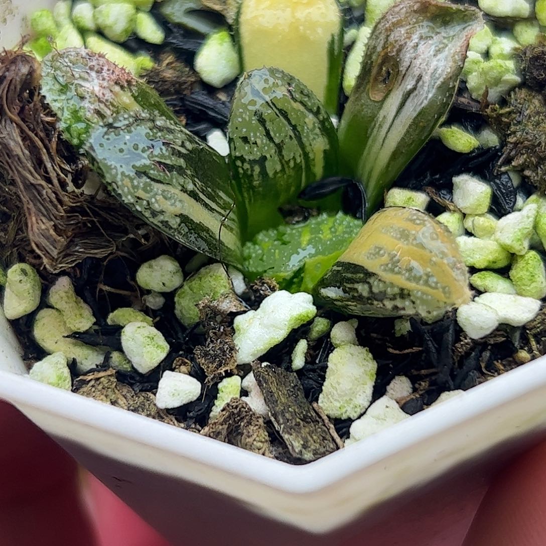 摩多锦十二卷多肉植物