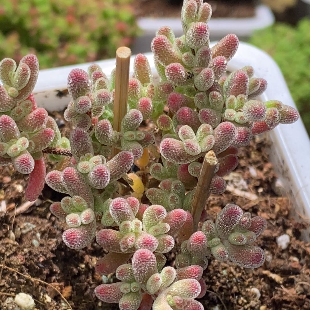 冰晶杂枝干番杏G071