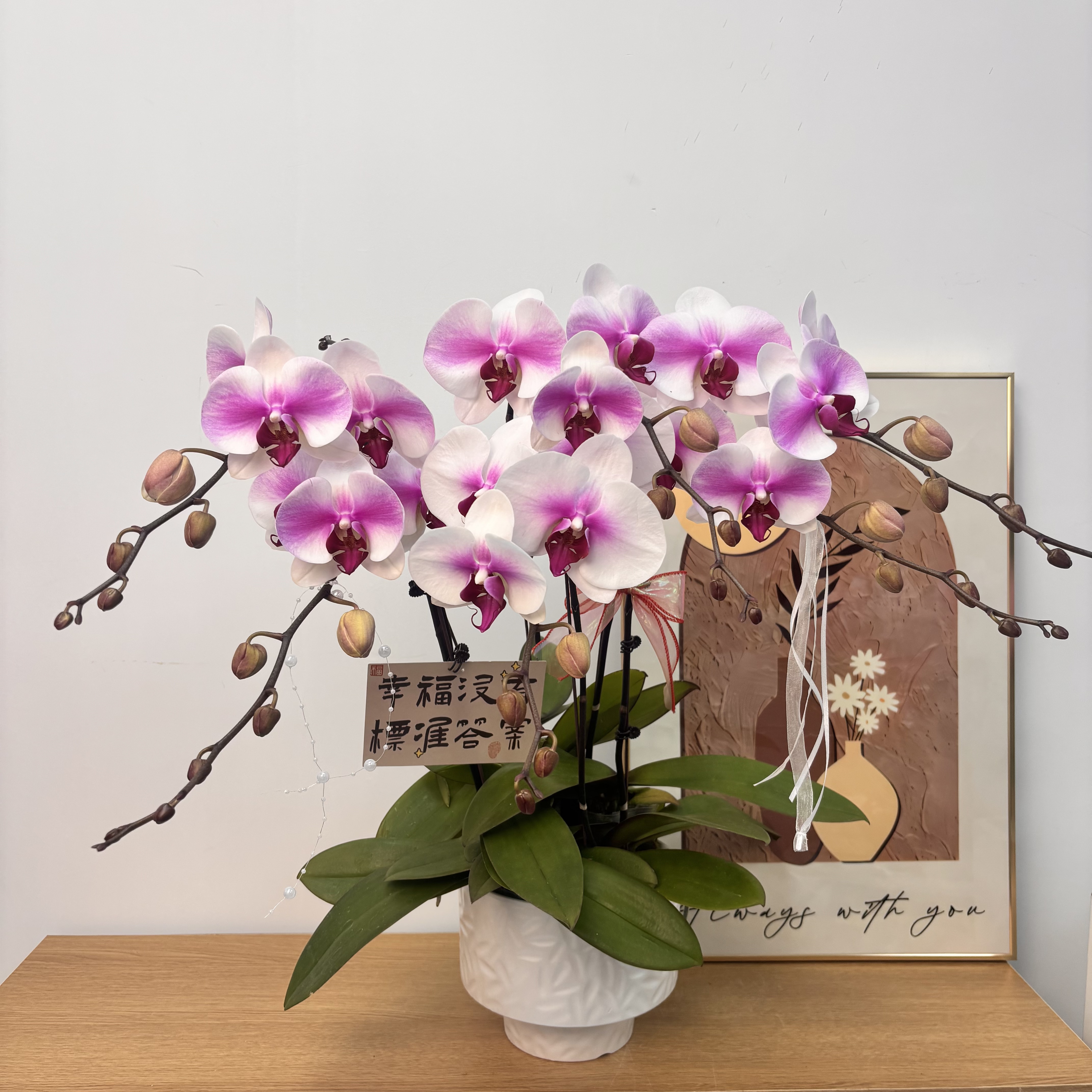 蝴蝶兰【婚纱】带花带花苞带盆 好养耐养室内 四季开花鲜花高级