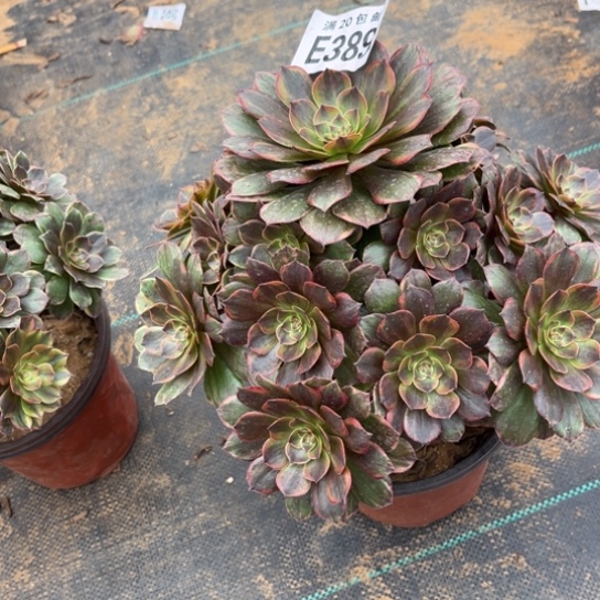 389半夏法师不包断枝