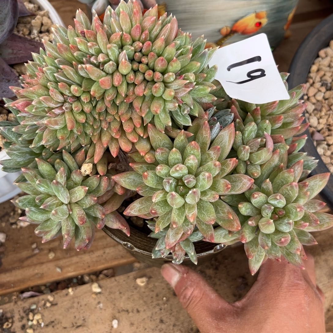 用***611.29-19炫彩星缀化111111