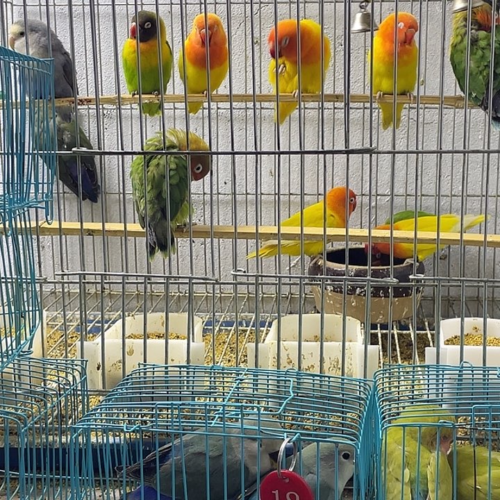 h***n虎皮鹦鹉蓝银一对顺丰