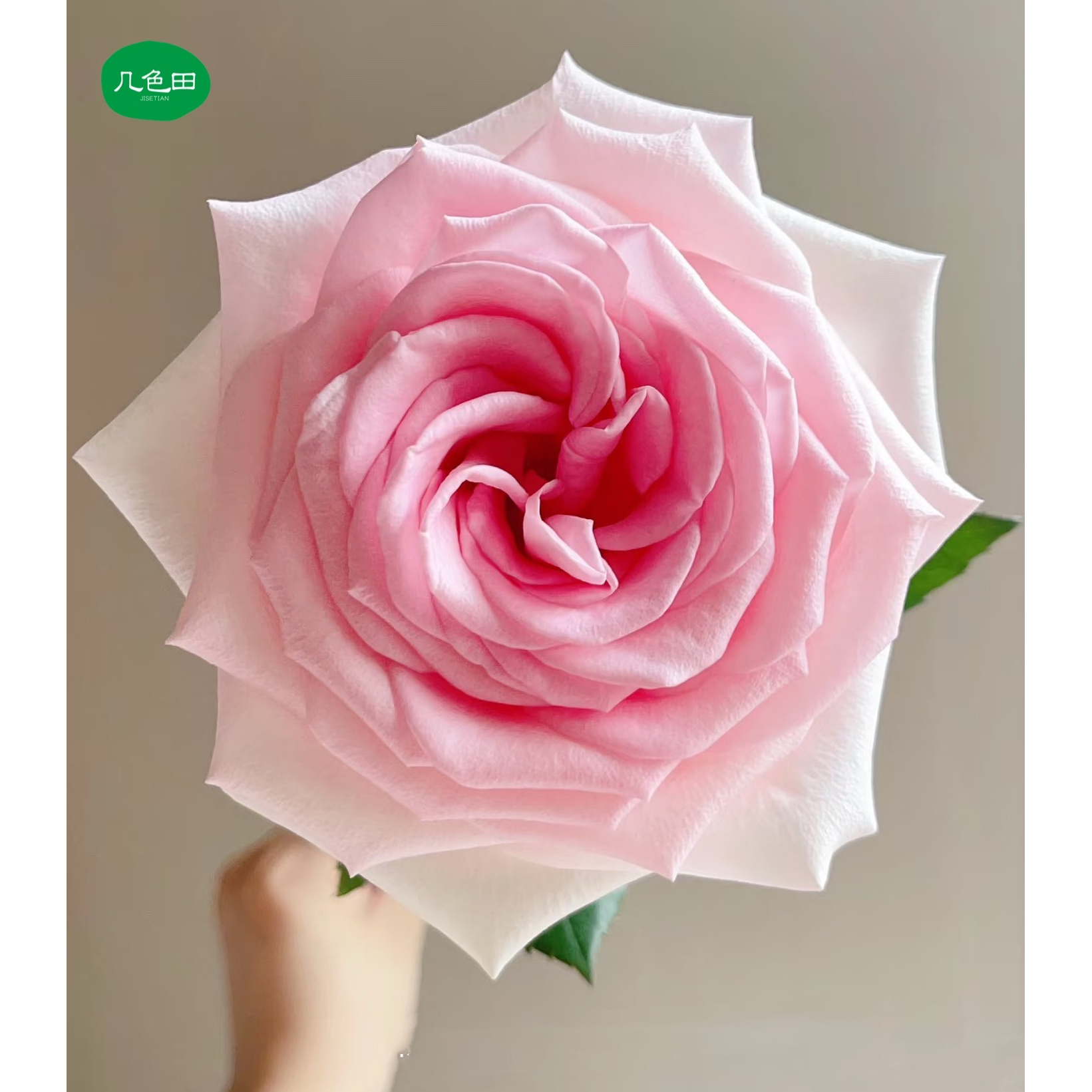 阿迪娜----单头玫瑰云南直发鲜花云南花插花鲜花 